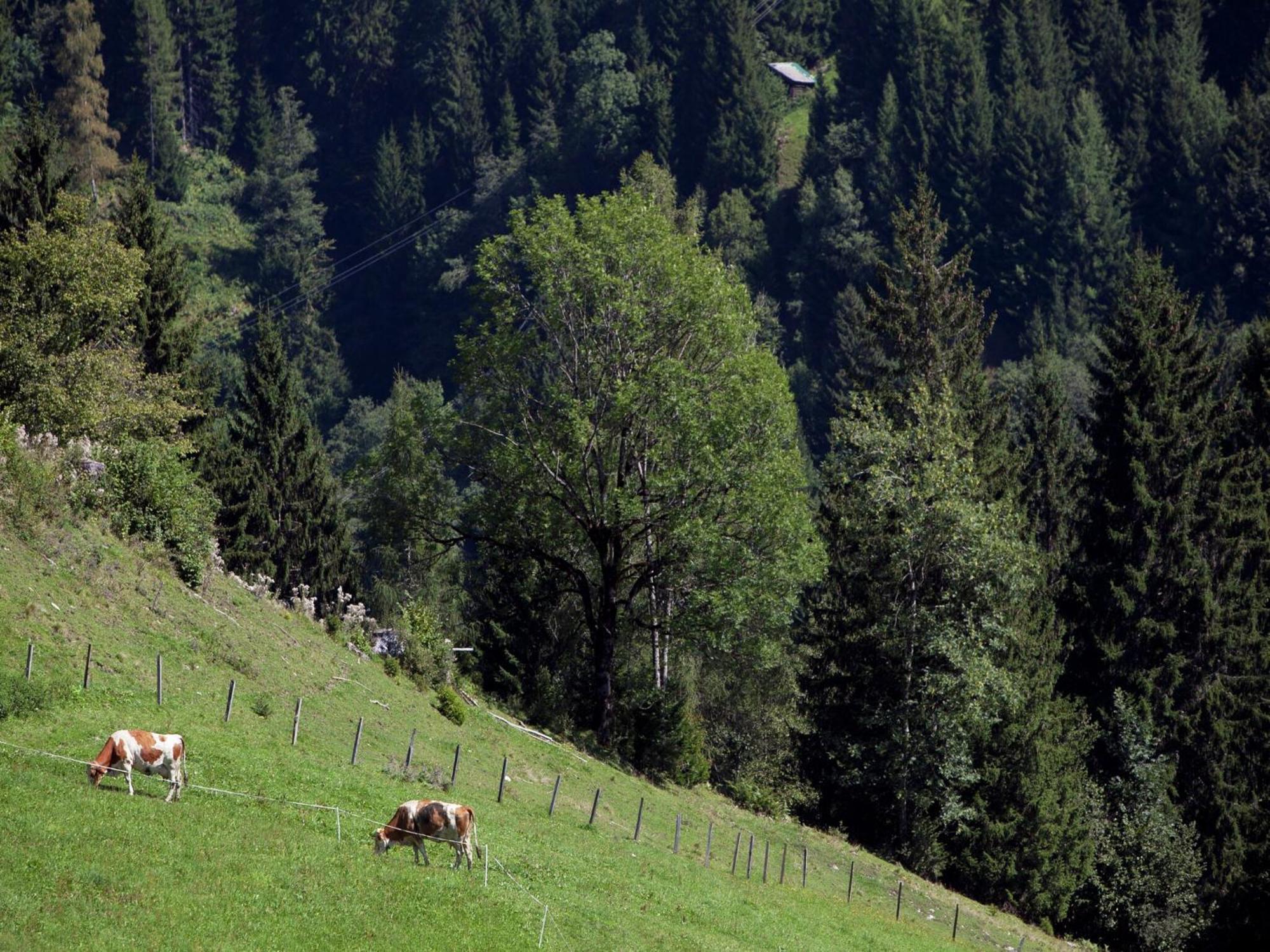 Apartment In Sankt Johann Im Pongau Near Ski Area Wagrain Eksteriør bilde